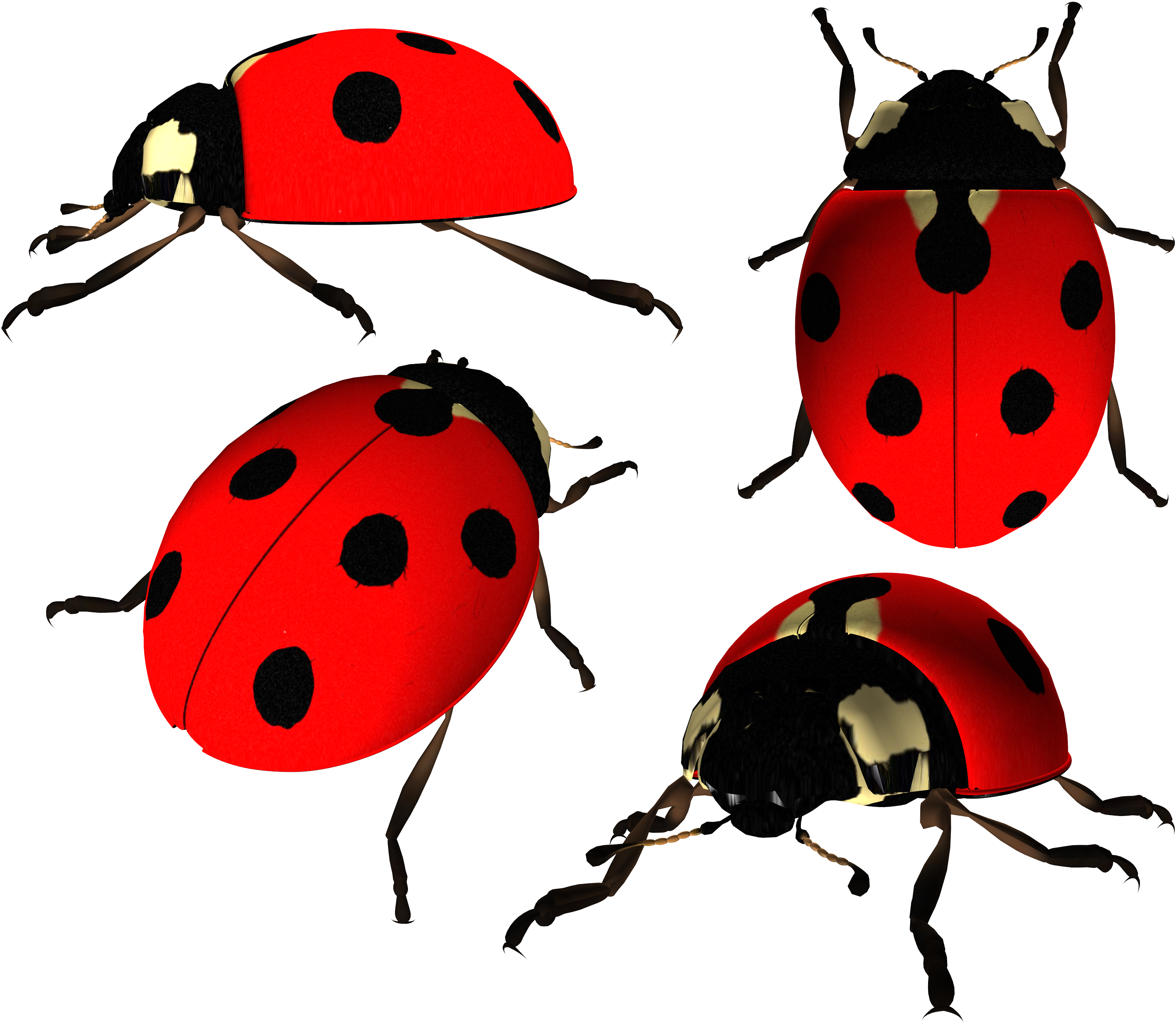 Ladybugs Png (3118x2692)