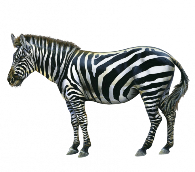 Animal Zebra Images Png Zebra Moonglowlilly Clip Art - Zebra Png (678x600)