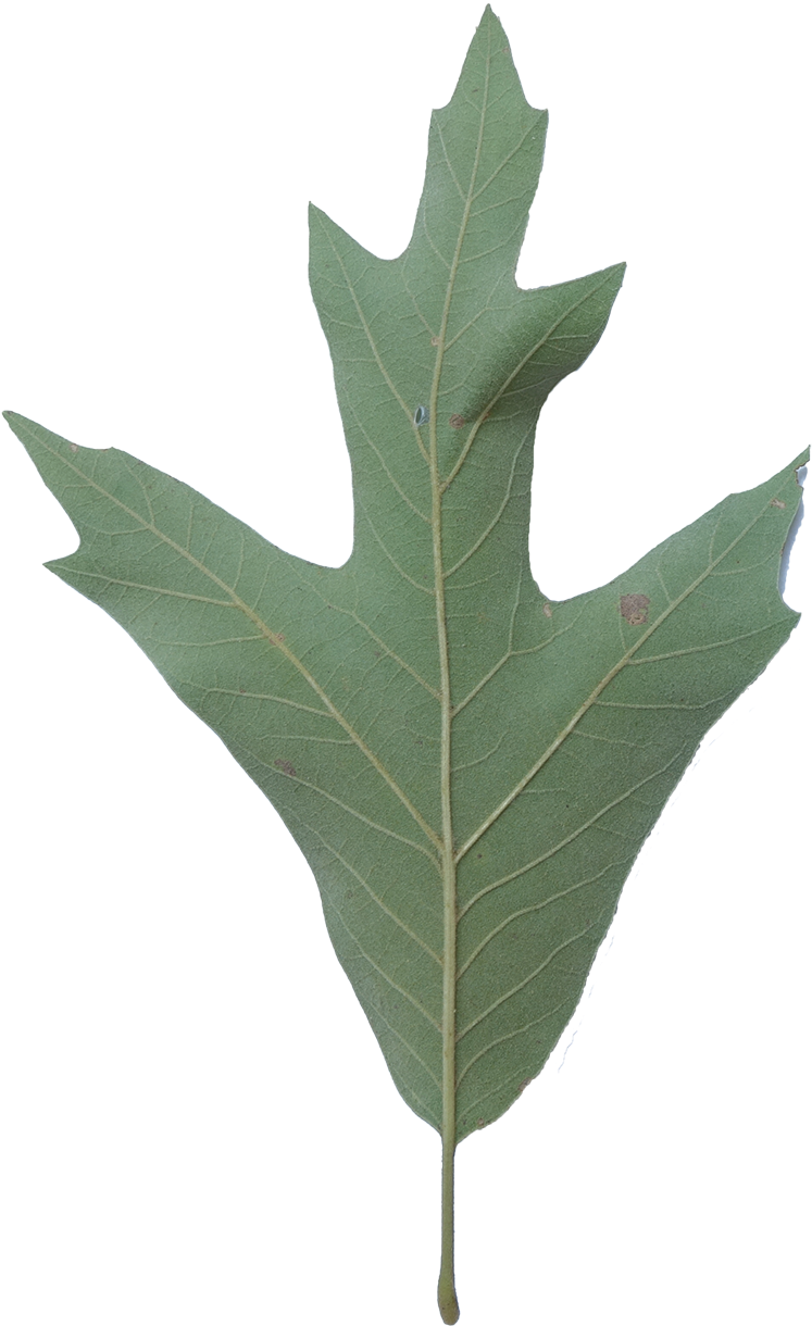 Simple - Southern Red Oak Leaf (900x1303)