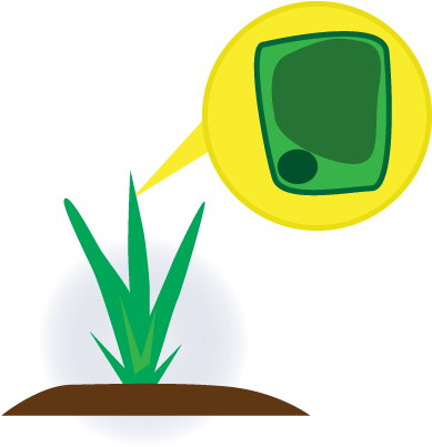 The Cell Of A Healthy Plant - The Cell Of A Healthy Plant (453x443)