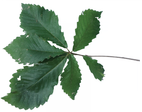 Swamp Chestnut Oak Leaf (480x378)