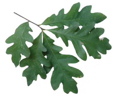 White Oak - White Oak Leaves On Branch (480x401)