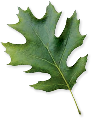 Shumard Oak - American Holly (600x600)