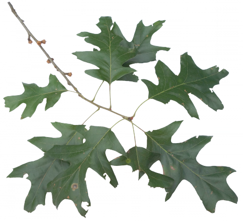 Cherrybark Oak - American Holly (480x437)