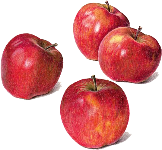 How to draw realistic Apple with Oil pastel colours - Art tutes - YouTube