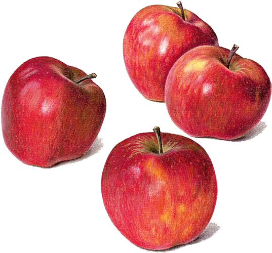 Drawing Apple Watercolor Painting Still Life - Drawing Pencil Colour Apple (564x564)