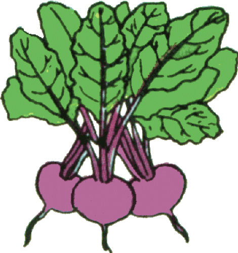 Beets 1 Photo Beets1png Clipart - Tops And Bottoms Vegetables (470x500)