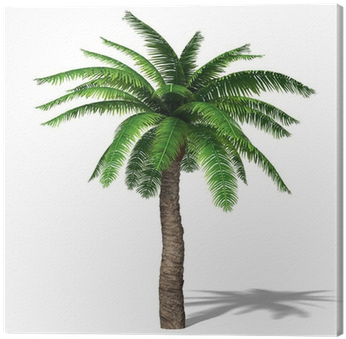 Cuadro En Lienzo 3d Ilustración De Una Palmera • Pixers® - Attalea Speciosa (400x400)