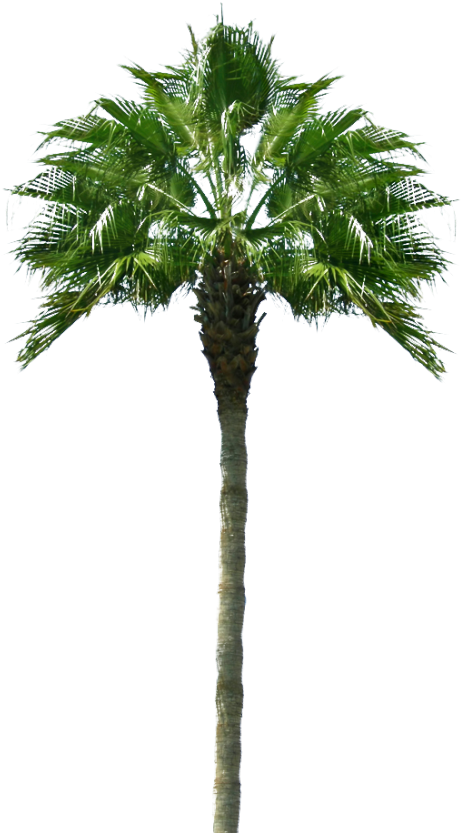 Buscar Con Google - Palmera Png (954x870)