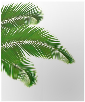 Póster Hojas De Palmera Sobre Fondo Blanco - Tropical Leaf Clipart (400x400)