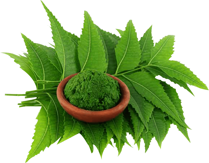 You Can Use A Mixture Of Neem And Coconut Leaves To - Home Remedies Neem [book] (1024x1024)