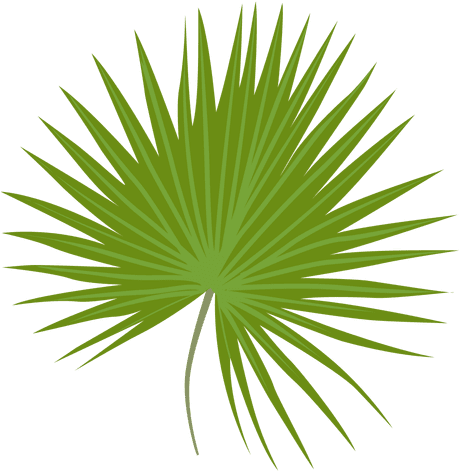 Ilustración De La Hoja De Palmetto Enano Transparent - Sabal Minor (512x512)