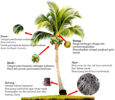 Coconut Tree Is Indeed The Versatile And Has Many Benefits - Slackline Setup 4 Carabiners (455x393)