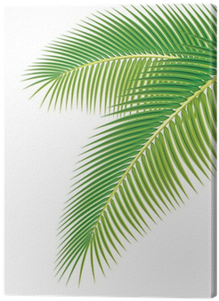 Cuadro En Lienzo Hojas De Palmera En El Fondo Blanco - Clip Art (400x400)