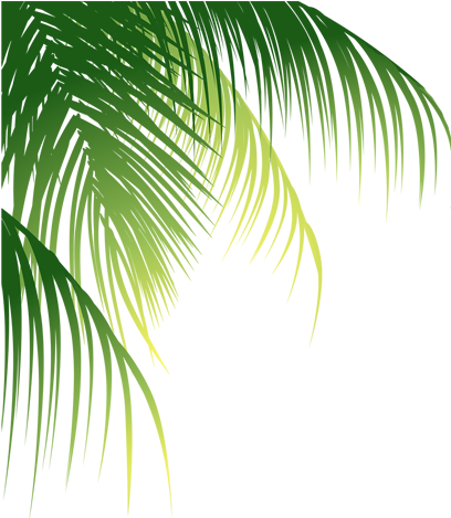 Leaf Arecaceae Euclidean Vector Coconut - Coconut Leaves Png (500x500)