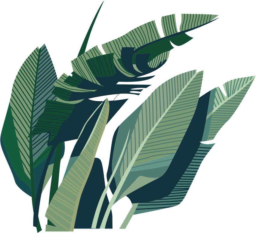 Leaf Coconut Illustration - Leaf (1024x1024)