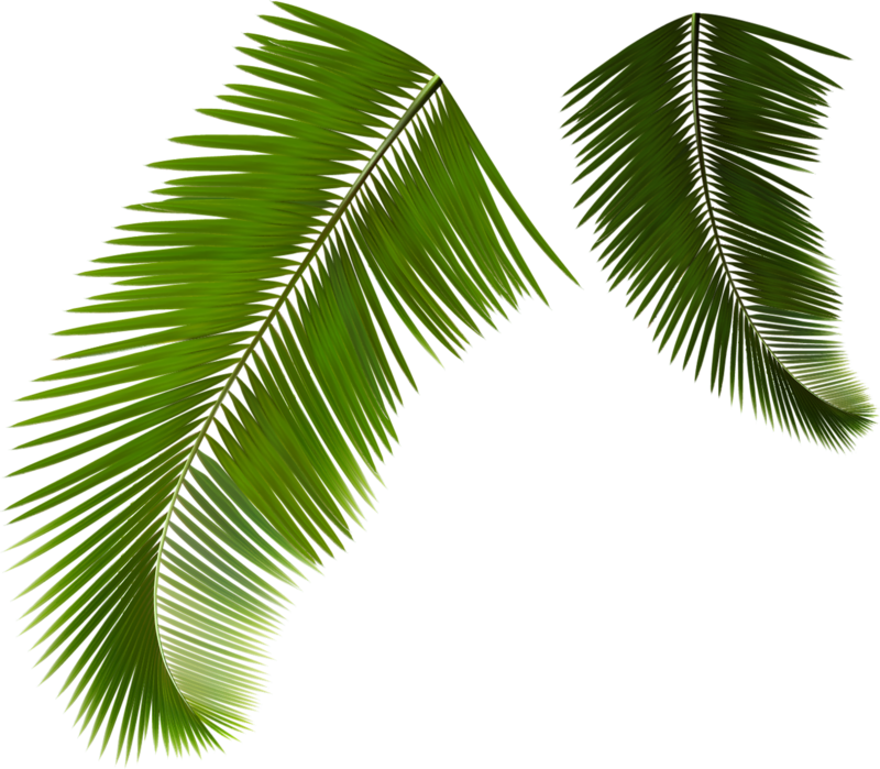 Arecaceae Leaf Frond Coconut - Coconut Leaf Vector Png (800x699)