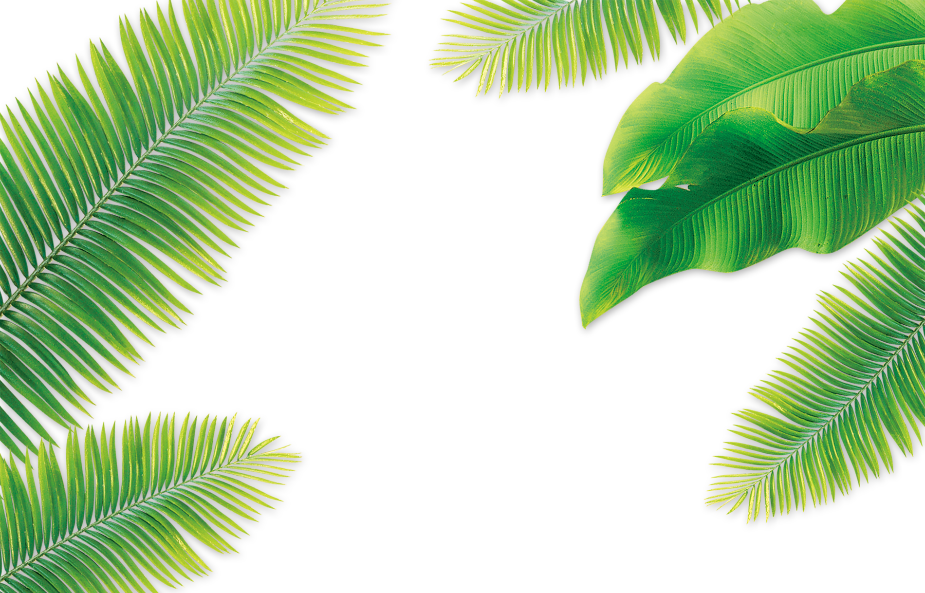 Leaf Coconut Arecaceae - Banana Tree Leaves Png (1900x1218)