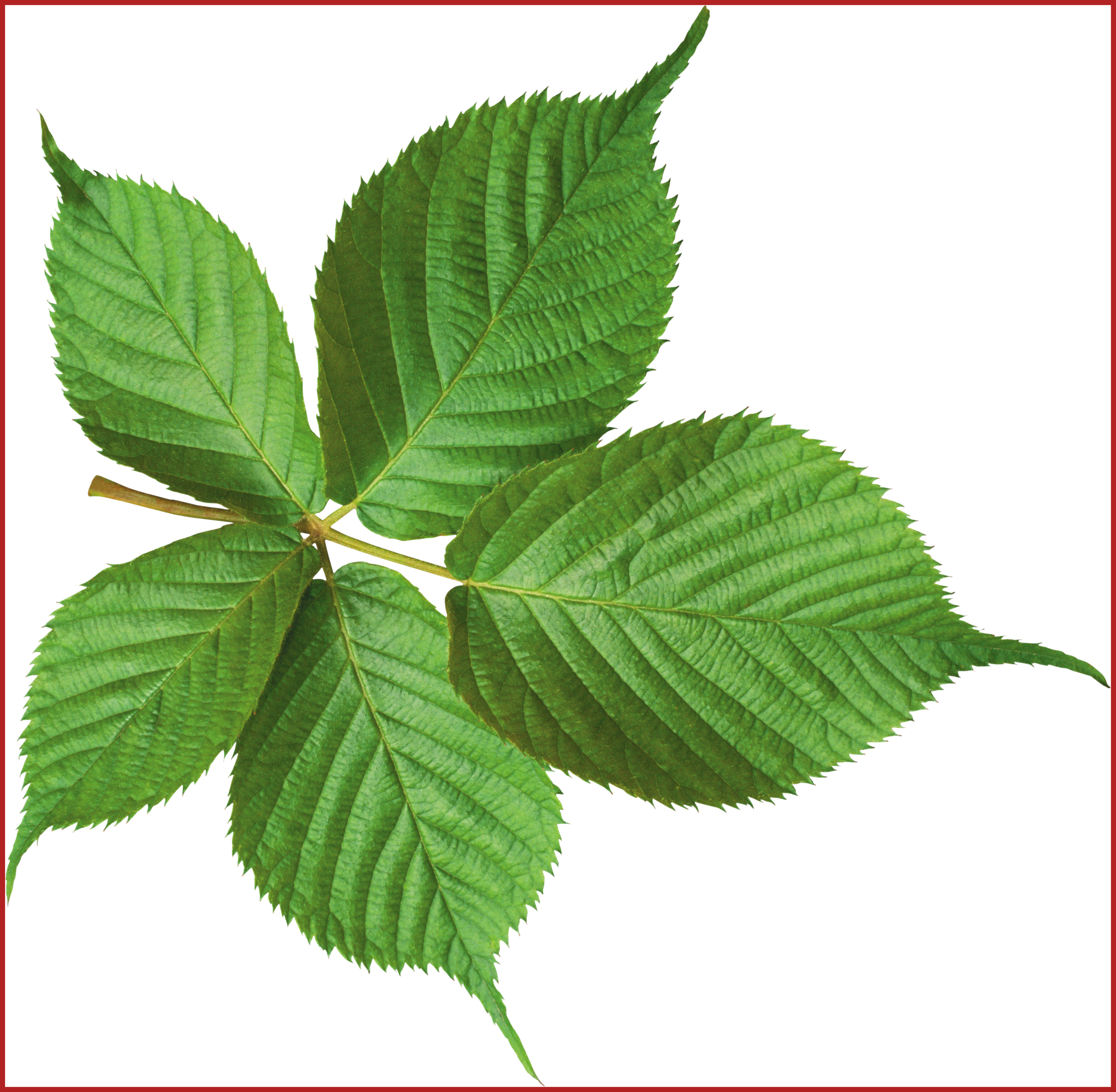 Amazing Green Leaf Png Cliparts Leaves Pict For Coconut - Leaves Transparent (3352x3281)