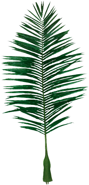 Leaf Coconut Evergreen - Coconut (590x826)