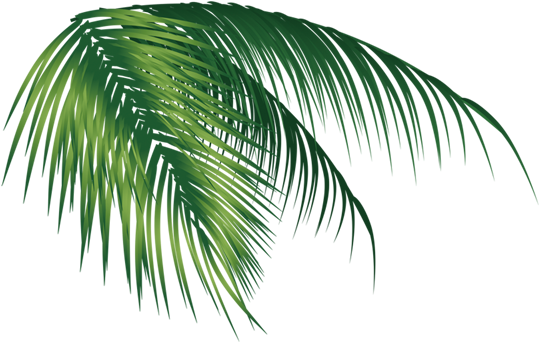 Coconut Leaves 591*591 Transprent Png Free Download - Vector (591x591)