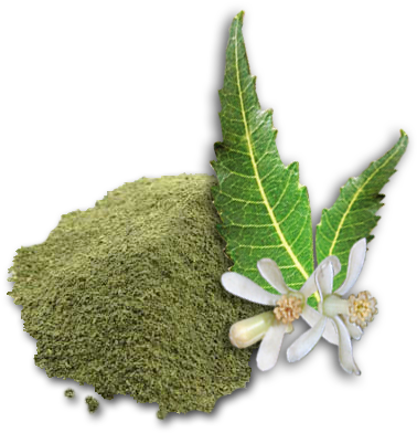 Uses Of Neem Powder - Organic India Neem Leaf Powder 1 Lb (392x394)