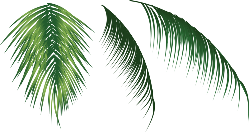 Three Coconut Leaves 800*427 Transprent Png Free Download - Arecales (800x427)