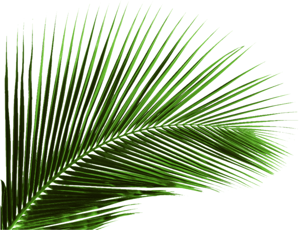 Arecaceae Leaf Plant Areca Palm Coconut - Palm Tree Leaf Png (600x460)