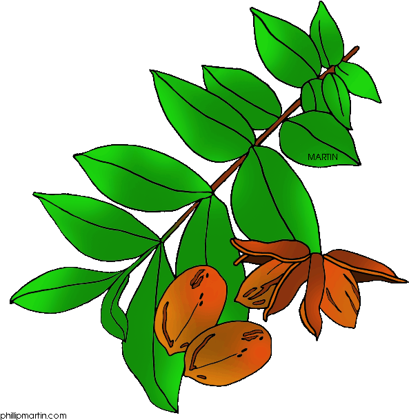 Pecan Tree Clipart - Texas State Tree Pecan (648x631)