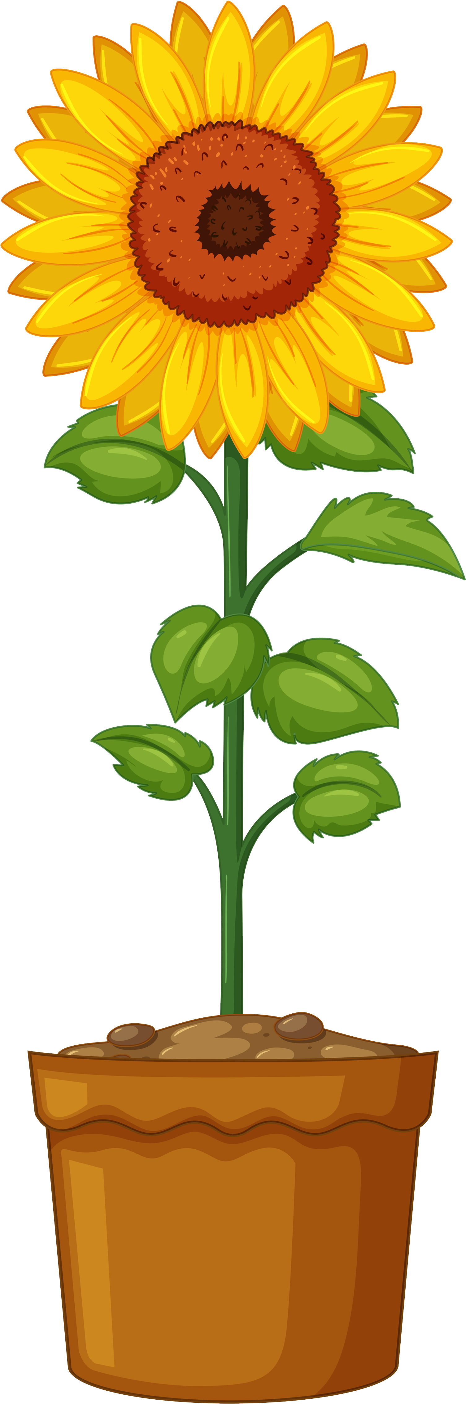 Life Cycle Of A Sunflower (1745x4524)