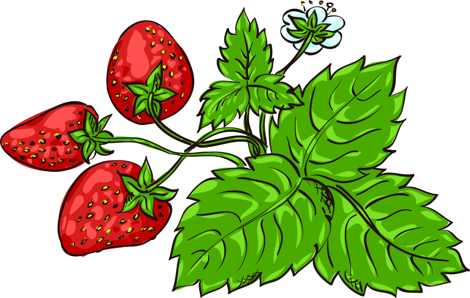 Strawberry Fragaria Viridis Aedmaasikas Clip Art - Strawberry Fragaria Viridis Aedmaasikas Clip Art (1500x951)