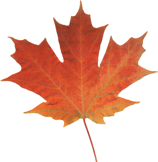 Offices Across Western Canada - Fall Leaf (550x670)