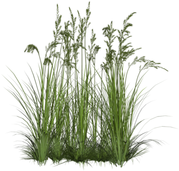 Grass Png Zip Download Grass Png Zip Download - Bushes Png (500x354)