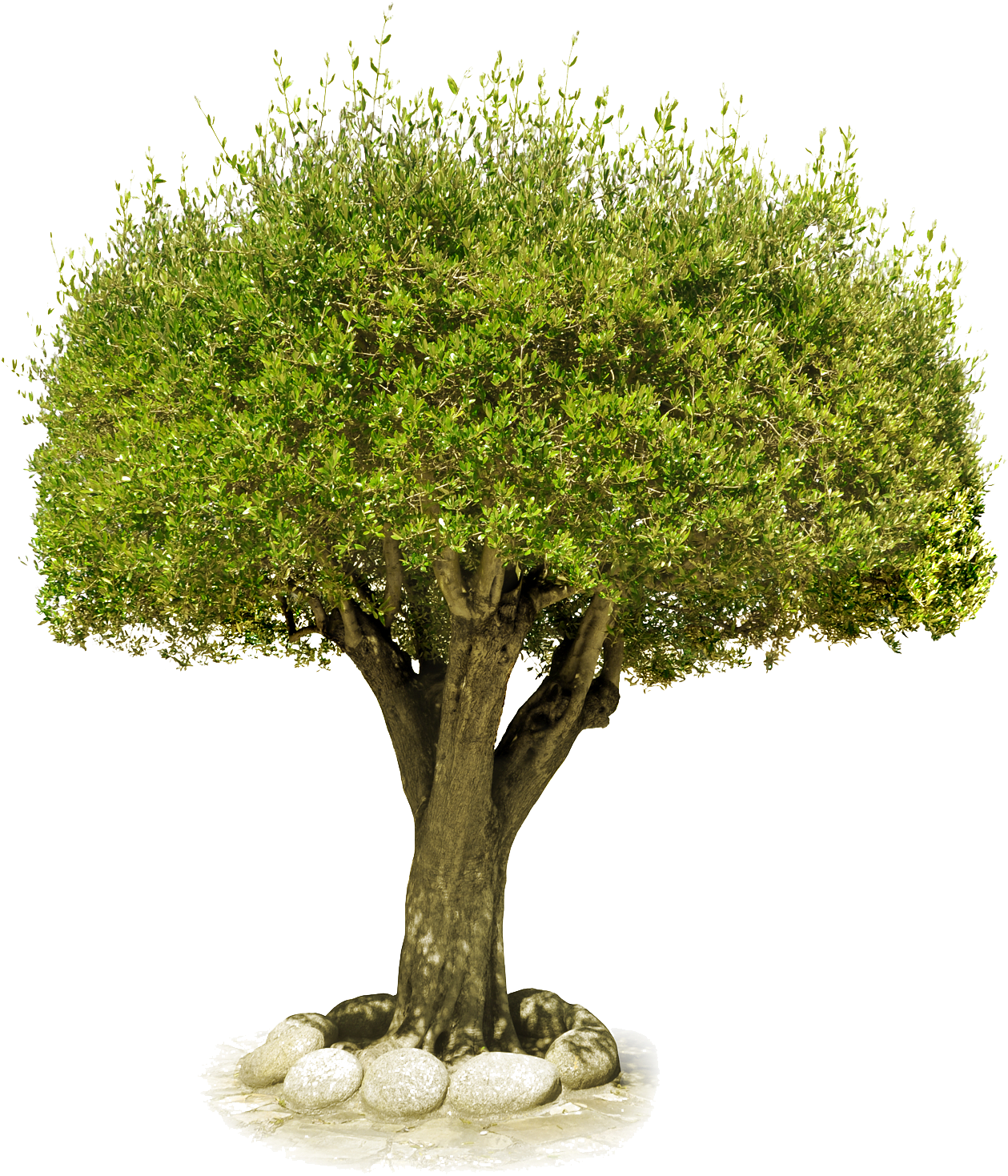 Tree Png Image, Free Download, Picture - Château De Saumur (1300x1800)