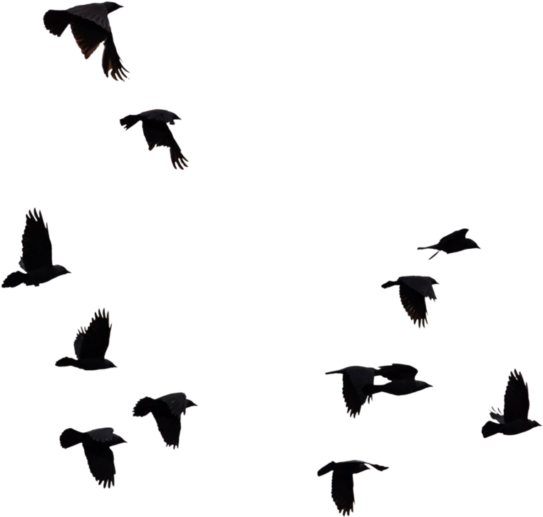 Png Images For Ios Users, Will Upload Zip File Soon - Bird Cut Out Photoshop (904x884)