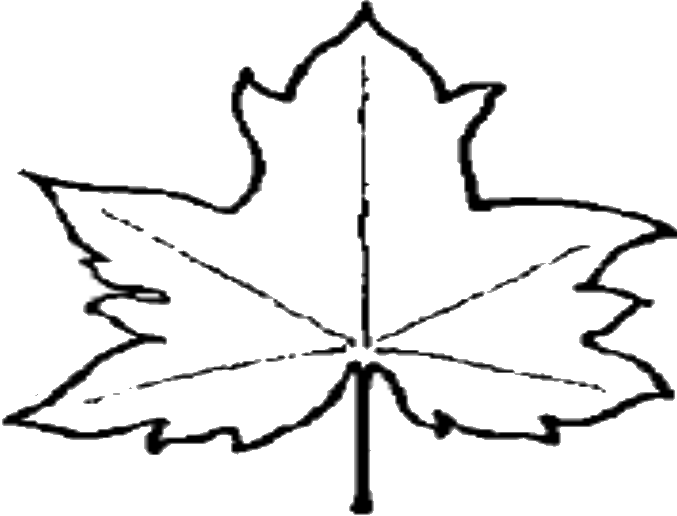 File Leaf Outline Wikipedia Clipart - Outline Of A Leaf (677x516)