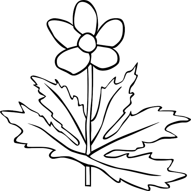 Outline, Plants, Flower, Flowers, Anemone, Plant - Plants Clipart Black And White (638x640)