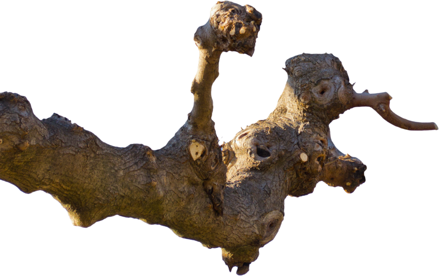 Tree Branch Cutout Png By Andrei-oprinca - Big Tree Branch Png (900x565)