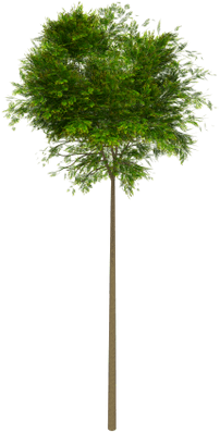 Dead Tree Empty Branches - High Tree Png (400x400)