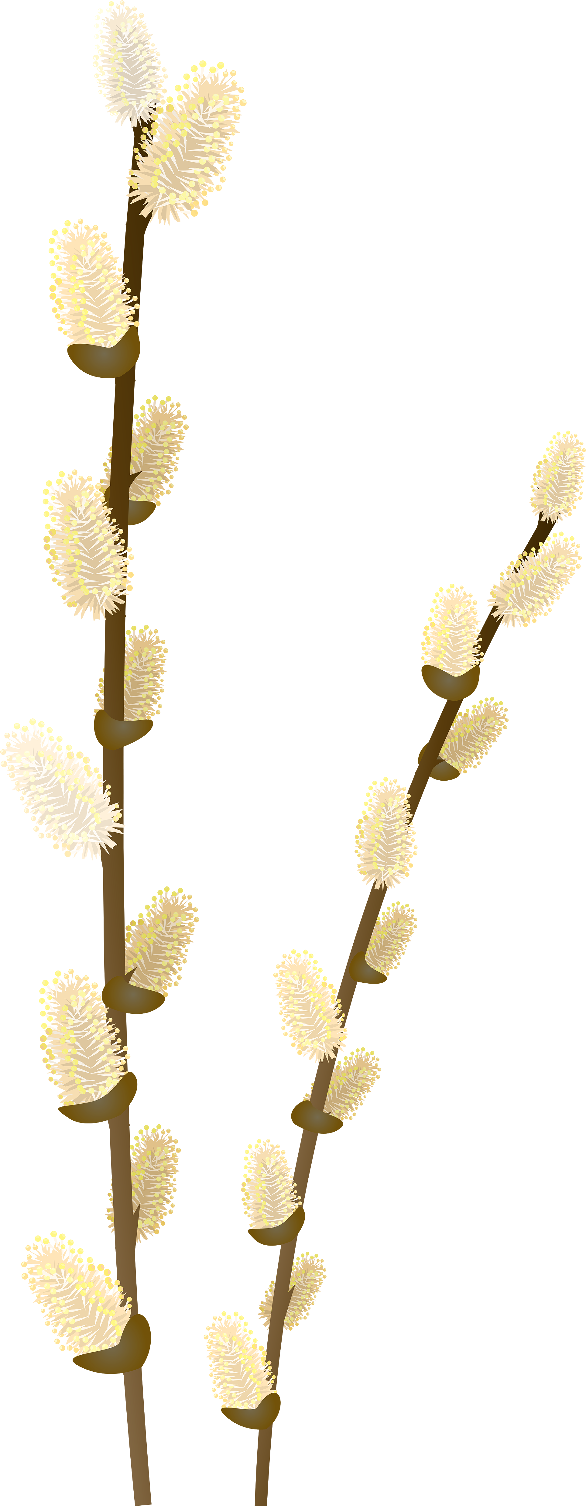 Willow Tree Branch Transparent Png Clip Art Image - Willow (2016x5000)