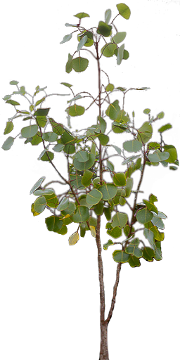 Olapa Width - Branch Texture Png (256x512)