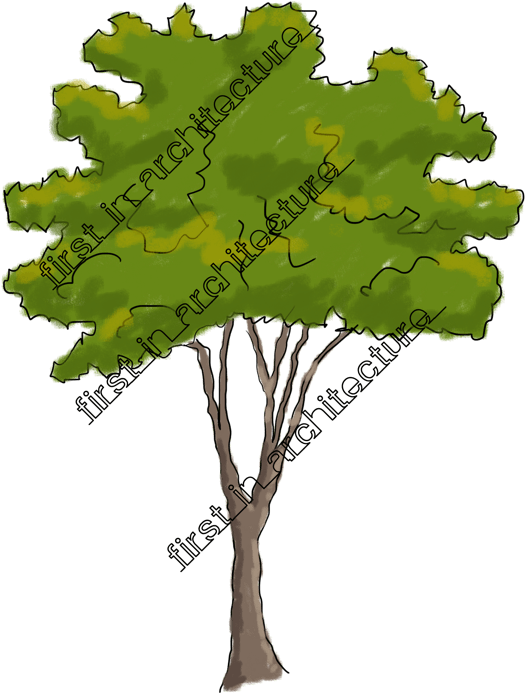 Fia Trees Elevation - Sketch (598x800)