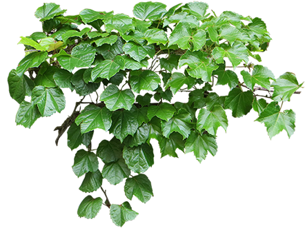 Pflanze, Mein Garten, Entourage, Garten Clipart, Mini - Ivy Png (450x450)