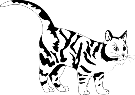 Are Black Tigers Real Tiger Cat White Line Art Coloring - Fierce Cat Clipart Black And White (476x333)