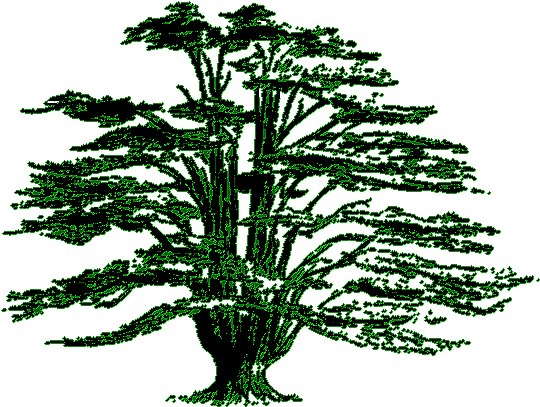 Lebanon Cedar Tree Clipart - Cedar Tree Drawing (560x428)