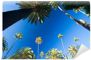 California Palm Trees (400x400)