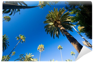 California Palm Trees (400x400)