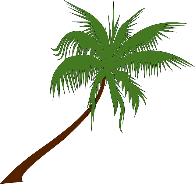 Palm Tree, Coconut, Palm, Tree, Tropical, Palm Leaves - Free Palm Tree Clipart (640x606)