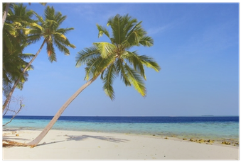 Palmeras En La Playa (400x400)