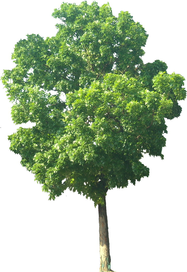 Mahohani04l 717×1,050 Pixels - Mahogany Tree (717x1050)